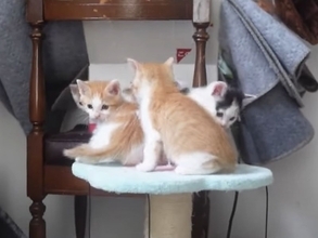 飼い主さんに心を開いた保護赤ちゃん猫→可愛すぎる『万歳ポーズ』に悶絶の声「見事なひっくり返り」「最終奥義だね」と1万3000再生