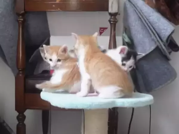 飼い主さんに心を開いた保護赤ちゃん猫→可愛すぎる『万歳ポーズ』に悶絶の声「見事なひっくり返り」「最終奥義だね」と1万3000再生