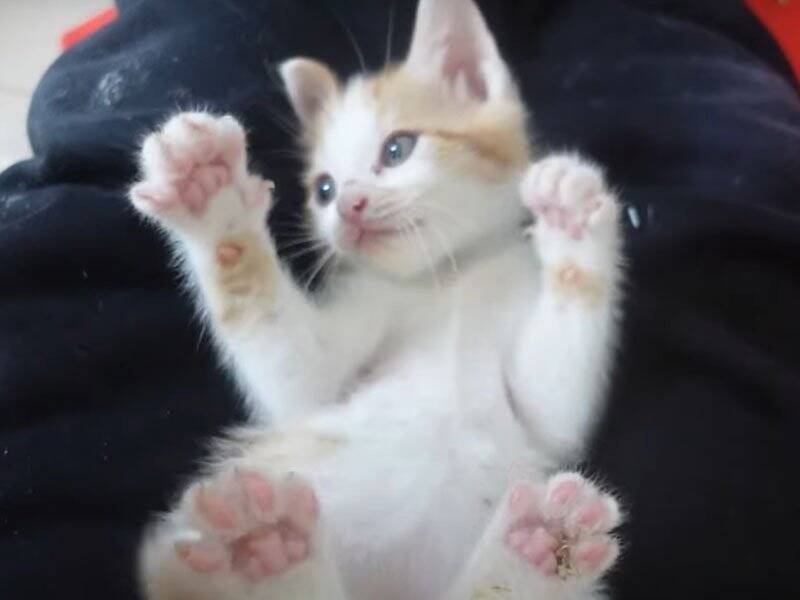 飼い主さんに心を開いた保護赤ちゃん猫→可愛すぎる『万歳ポーズ』に悶絶の声「見事なひっくり返り」「最終奥義だね」と1万3000再生