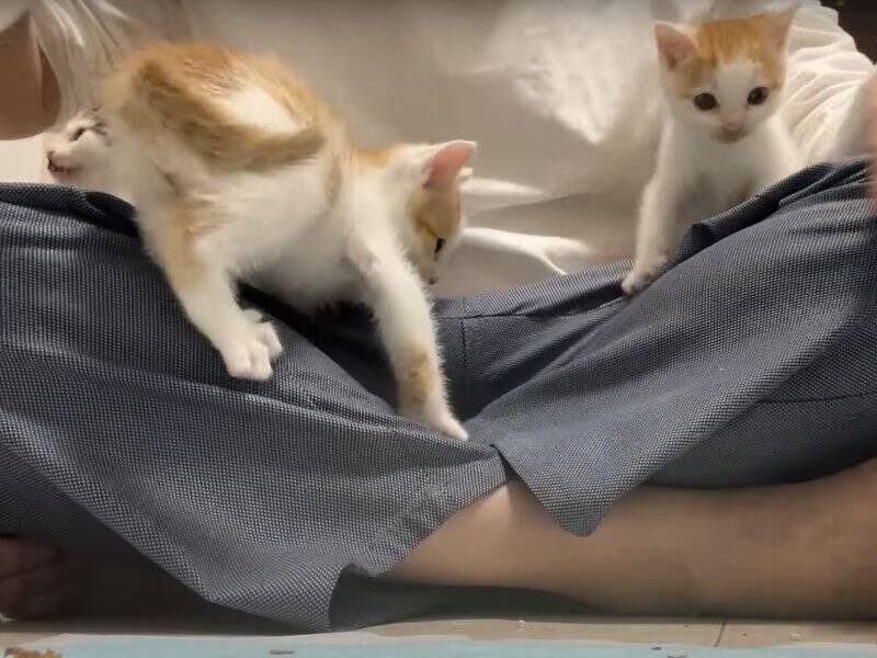 飼い主さんに心を開いた保護赤ちゃん猫→可愛すぎる『万歳ポーズ』に悶絶の声「見事なひっくり返り」「最終奥義だね」と1万3000再生