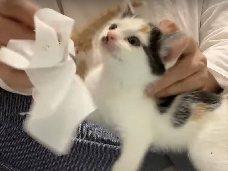 飼い主さんに心を開いた保護赤ちゃん猫→可愛すぎる『万歳ポーズ』に悶絶の声「見事なひっくり返り」「最終奥義だね」と1万3000再生