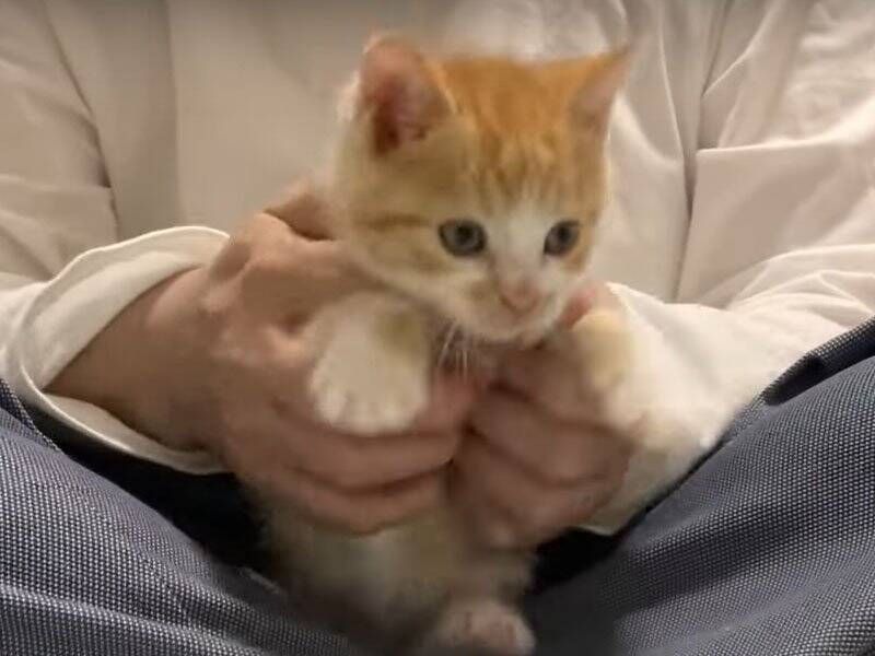 飼い主さんに心を開いた保護赤ちゃん猫→可愛すぎる『万歳ポーズ』に悶絶の声「見事なひっくり返り」「最終奥義だね」と1万3000再生