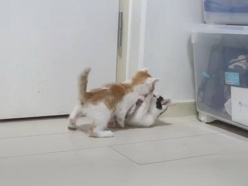 飼い主さんに心を開いた保護赤ちゃん猫→可愛すぎる『万歳ポーズ』に悶絶の声「見事なひっくり返り」「最終奥義だね」と1万3000再生