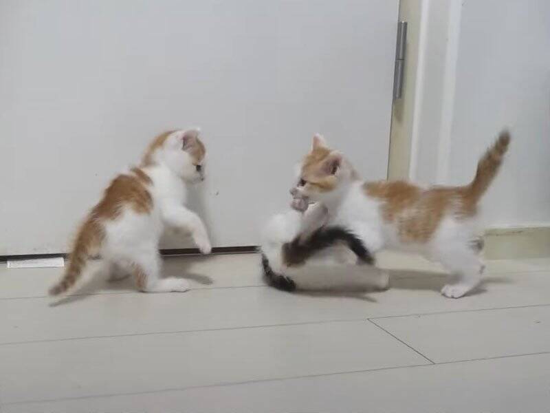 飼い主さんに心を開いた保護赤ちゃん猫→可愛すぎる『万歳ポーズ』に悶絶の声「見事なひっくり返り」「最終奥義だね」と1万3000再生