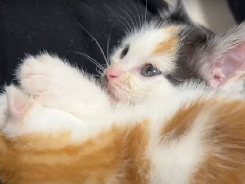 飼い主さんに心を開いた保護赤ちゃん猫→可愛すぎる『万歳ポーズ』に悶絶の声「見事なひっくり返り」「最終奥義だね」と1万3000再生