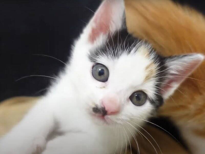 飼い主さんに心を開いた保護赤ちゃん猫→可愛すぎる『万歳ポーズ』に悶絶の声「見事なひっくり返り」「最終奥義だね」と1万3000再生