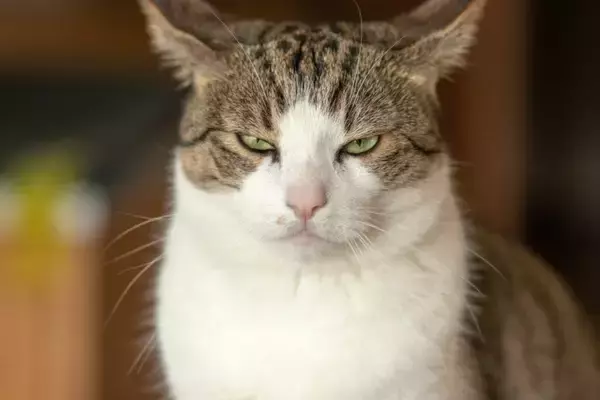 猫が『不機嫌』なときに見られる仕草5つ　体に表れるサインや正しい接し方も解説