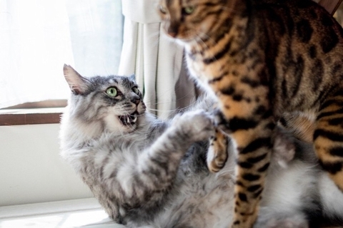 猫がケンカ中に『お腹を見せる』意味とは　実は負けを認めているわけではない？