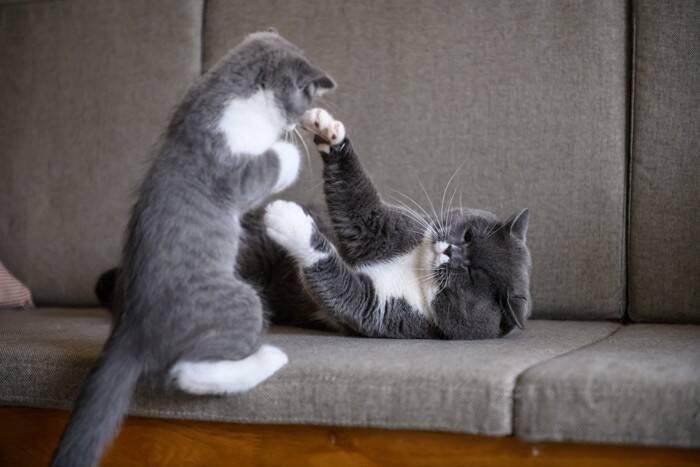 猫がケンカ中に『お腹を見せる』意味とは　実は負けを認めているわけではない？