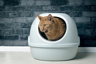 猫が異常を訴えている『危険な鳴き方』4つ　見逃せないサインや対処法を解説