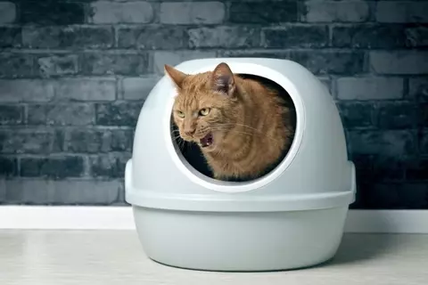 猫が異常を訴えている『危険な鳴き方』4つ　見逃せないサインや対処法を解説