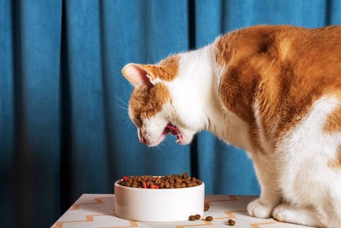 猫が異常を訴えている『危険な鳴き方』4つ　見逃せないサインや対処法を解説