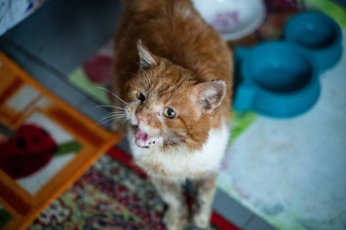 猫が異常を訴えている『危険な鳴き方』4つ　見逃せないサインや対処法を解説