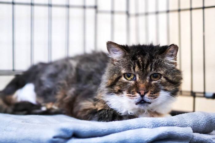 猫が異常を訴えている『危険な鳴き方』4つ　見逃せないサインや対処法を解説