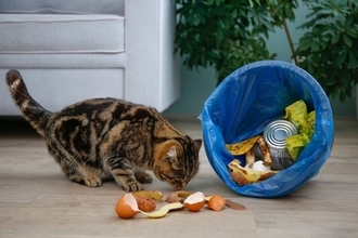 猫が『ごみ箱を漁っている』ときの理由3つ　思わぬ事故のリスクや対処法まで