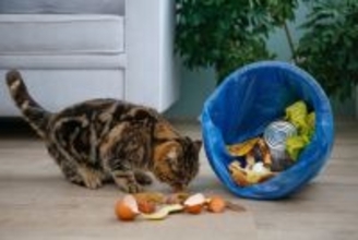 猫が『ごみ箱を漁っている』ときの理由3つ　思わぬ事故のリスクや対処法まで