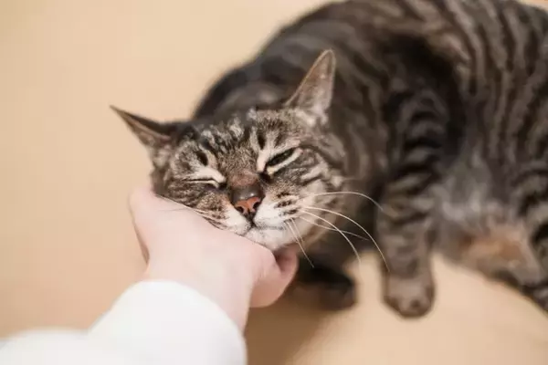 猫が『あごのせ』してくるときの理由5つ　隠されている心理や上手な応え方まで