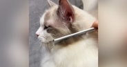 『ブラッシングが大好き』なふわふわの猫→念入りに毛を梳かしてあげると…可愛すぎる反応が66万再生「気持ちよさそう」「羨ましい」