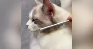 『ブラッシングが大好き』なふわふわの猫→念入りに毛を梳かしてあげると…可愛すぎる反応が66万再生「気持ちよさそう」「羨ましい」