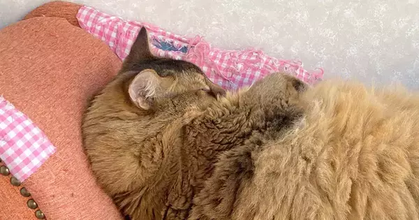 ソファでお昼寝していた猫が『エビフライそっくり』だと話題に…まさかの光景が可愛すぎると１万いいね「すごいｗｗ」「カラッと揚がってるｗ」