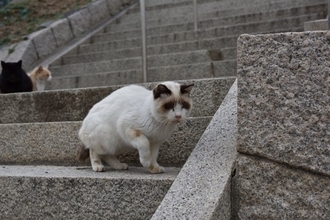 猫が突然『フリーズ』するときの理由5選　ピタッと止まるのはなぜ？不思議な行動の意味とは
