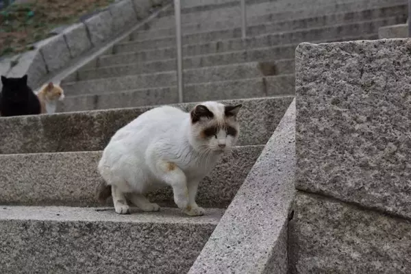 猫が突然『フリーズ』するときの理由5選　ピタッと止まるのはなぜ？不思議な行動の意味とは