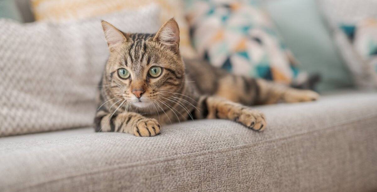 猫が突然『フリーズ』するときの理由5選　ピタッと止まるのはなぜ？不思議な行動の意味とは