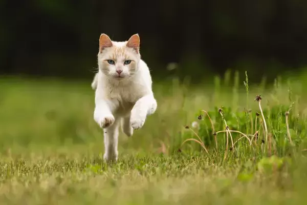 「長年の活躍、本当にご苦労さまでした！」　引退した「名物猫」へ賞賛の声が寄せられる　英国