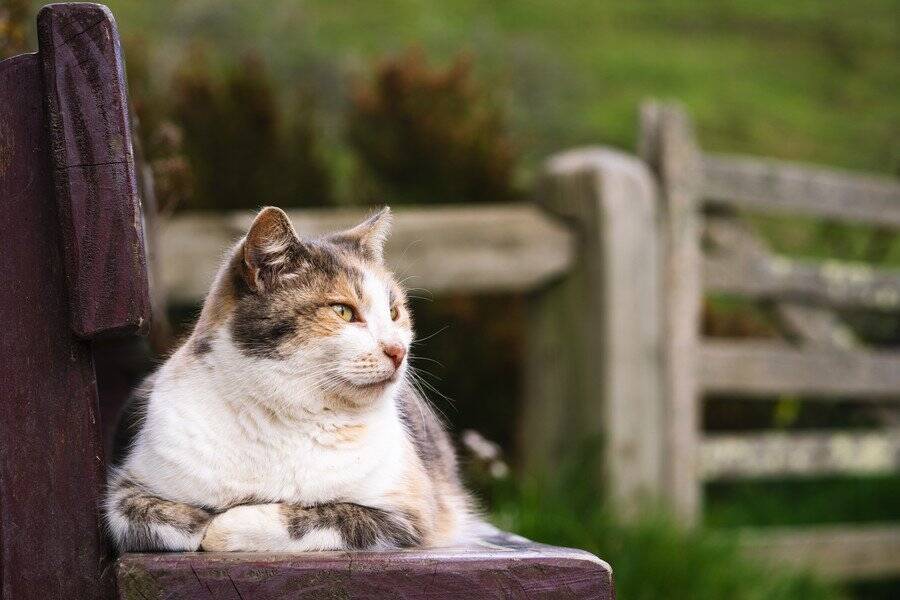 「長年の活躍、本当にご苦労さまでした！」　引退した「名物猫」へ賞賛の声が寄せられる　英国