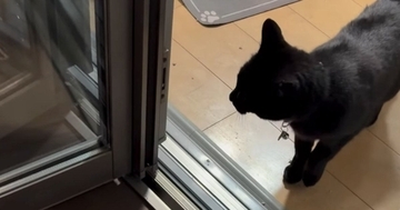 外を気にする元野良猫のためにベランダをDIYした結果…猫が見せた反応に「涙が溢れてきた」「なんて素敵なんだろう」と50万再生
