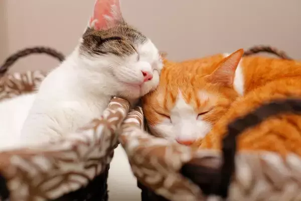 猫を多頭飼いするなら『2匹同時』に迎えるべき？　良い点・悪い点から抑えておきたいポイントまで