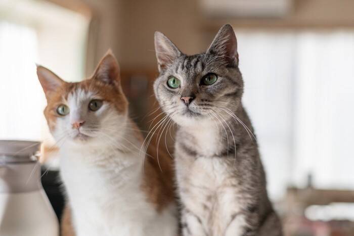 猫を多頭飼いするなら『2匹同時』に迎えるべき？　良い点・悪い点から抑えておきたいポイントまで