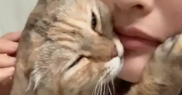 飼い主に抱き着くネコ→『なでなで』してもらった後に……尊すぎる『まさかの行動』が256万再生「大好きでたまらないんだｗ」「犬系だね」