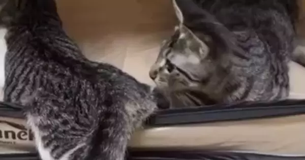 ソフトケージの中で遊んでいた２匹の子猫→突然立ち上がると…予想外すぎる展開に１万いいね「急な閉店で変な声出たｗ」「一瞬ｗ」と爆笑の声