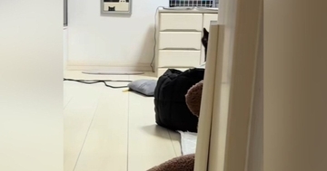 部屋の奥のほうにいた猫→名前を呼んだら『すぐに反応』して…キュンとくる光景に2万いいね「ステップが軽やかｗ」「なんですかーってｗ」