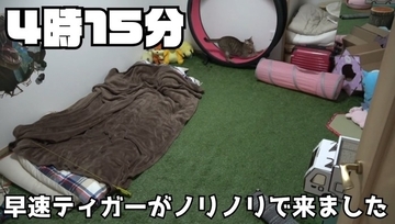 飼い主が寝た後の猫たちを『隠し撮り』してみたら…悶絶必至の『可愛すぎる姿』が84万再生の反響「反則鼻血吹いた」「ずっと見てられる」