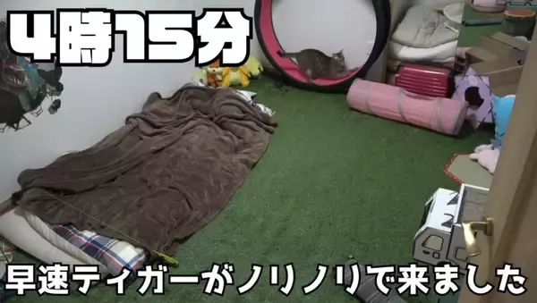 飼い主が寝た後の猫たちを『隠し撮り』してみたら…悶絶必至の『可愛すぎる姿』が84万再生の反響「反則鼻血吹いた」「ずっと見てられる」