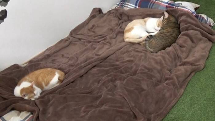 飼い主が寝た後の猫たちを『隠し撮り』してみたら…悶絶必至の『可愛すぎる姿』が84万再生の反響「反則鼻血吹いた」「ずっと見てられる」