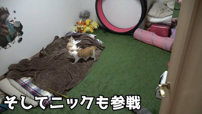 飼い主が寝た後の猫たちを『隠し撮り』してみたら…悶絶必至の『可愛すぎる姿』が84万再生の反響「反則鼻血吹いた」「ずっと見てられる」