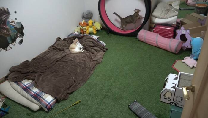 飼い主が寝た後の猫たちを『隠し撮り』してみたら…悶絶必至の『可愛すぎる姿』が84万再生の反響「反則鼻血吹いた」「ずっと見てられる」