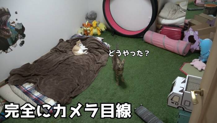飼い主が寝た後の猫たちを『隠し撮り』してみたら…悶絶必至の『可愛すぎる姿』が84万再生の反響「反則鼻血吹いた」「ずっと見てられる」