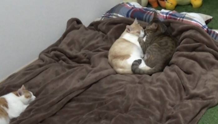 飼い主が寝た後の猫たちを『隠し撮り』してみたら…悶絶必至の『可愛すぎる姿』が84万再生の反響「反則鼻血吹いた」「ずっと見てられる」