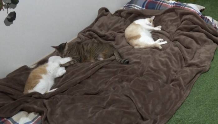 飼い主が寝た後の猫たちを『隠し撮り』してみたら…悶絶必至の『可愛すぎる姿』が84万再生の反響「反則鼻血吹いた」「ずっと見てられる」
