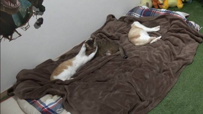 飼い主が寝た後の猫たちを『隠し撮り』してみたら…悶絶必至の『可愛すぎる姿』が84万再生の反響「反則鼻血吹いた」「ずっと見てられる」