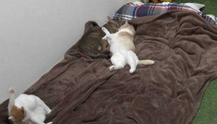 飼い主が寝た後の猫たちを『隠し撮り』してみたら…悶絶必至の『可愛すぎる姿』が84万再生の反響「反則鼻血吹いた」「ずっと見てられる」
