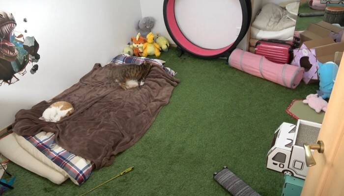 飼い主が寝た後の猫たちを『隠し撮り』してみたら…悶絶必至の『可愛すぎる姿』が84万再生の反響「反則鼻血吹いた」「ずっと見てられる」