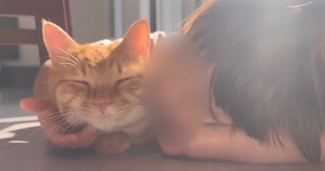 『甘えん坊な猫』がいっぱい可愛がってもらった結果→あまりに尊い『幸せで溢れる空間』に「尊過ぎて泣ける」「可愛いがいっぱいだ」と7万再生