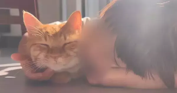 『甘えん坊な猫』がいっぱい可愛がってもらった結果→あまりに尊い『幸せで溢れる空間』に「尊過ぎて泣ける」「可愛いがいっぱいだ」と7万再生