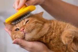 猫の健康を脅かす『危険なお手入れの方法』5選　逆効果になる理由から正しいケアのコツまで