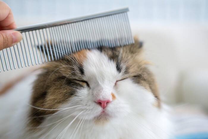 猫の健康を脅かす『危険なお手入れの方法』5選　逆効果になる理由から正しいケアのコツまで